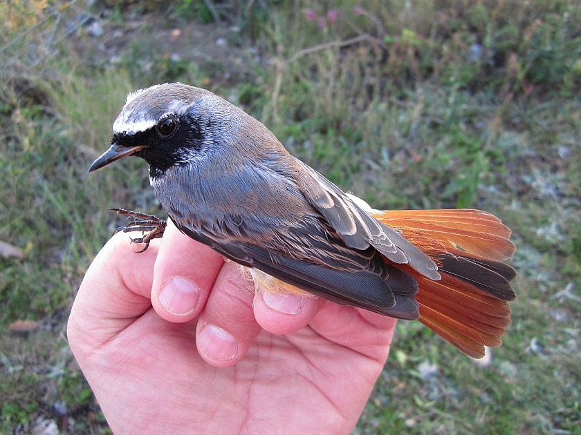 Common Redstart, Sundre 20120829